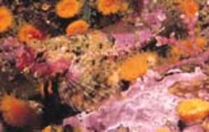 Snubnose Sculpin