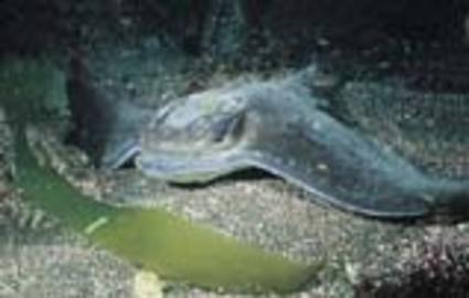 Bat Ray