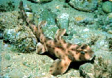 Horn Shark