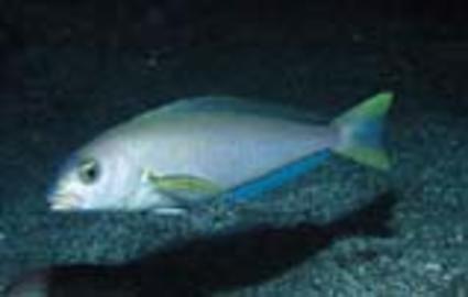 Ocean Whitefish