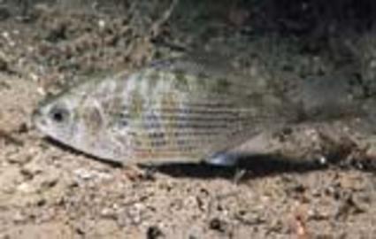 Shiner Surfperch