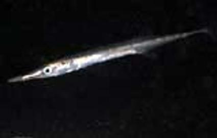 Tube-Snout