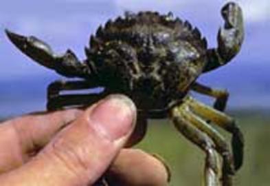 Green Crab Green Crab