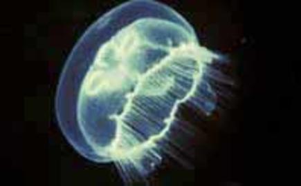 Moon Jelly Moon Jelly