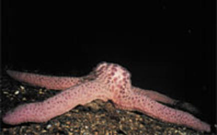Spiny Pink Star Spiny Pink Star