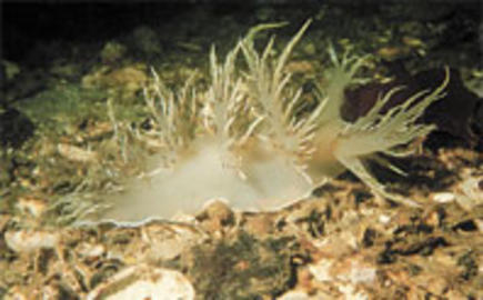 Giant Nudibranch Giant Nudibranch