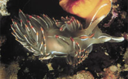 Opalescent Nudibranch Opalescent Nudibranch