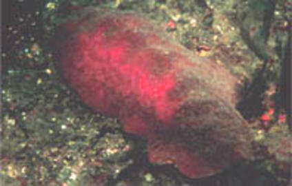 Gumboot Chiton Gumboot Chiton