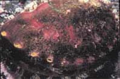 Northern Abalone Northern Abalone