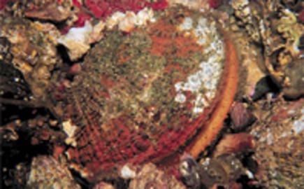 Rock Scallop