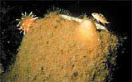 Chimney Sponge Chimney Sponge