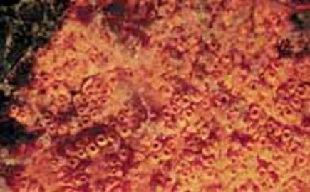 Orange Social Ascidian Orange Social Ascidian