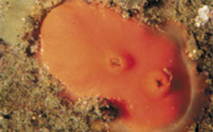 Shiny Orange Sea Squirt