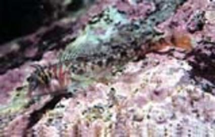 Longfin Sanddab