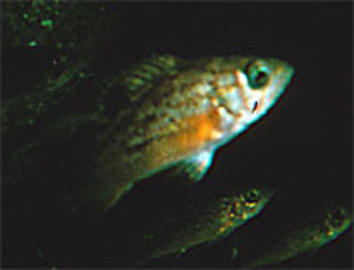 Juvenile (YOY) Rockfish - Unidentified