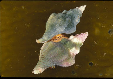 Kellet's Whelk