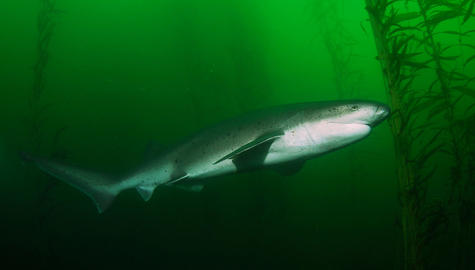 Sevengill Shark