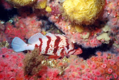 Tiger Rockfish