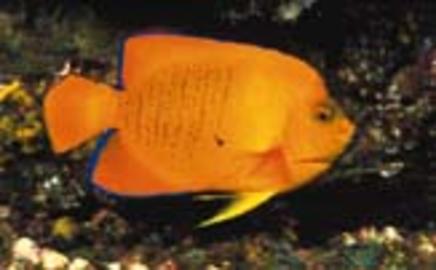 Clarion Angelfish