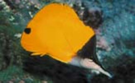 Longnose Butterflyfish