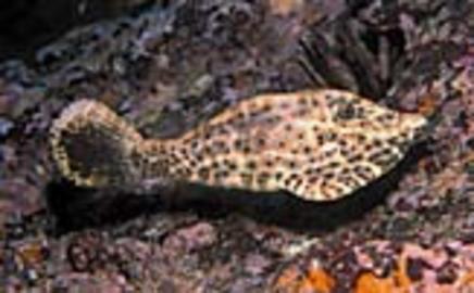 Scrawled Filefish