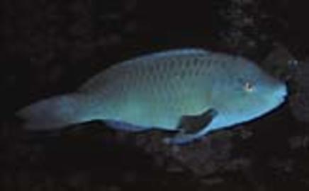 Azure Parrotfish