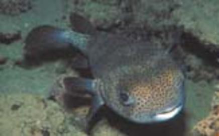 Porcupinefish