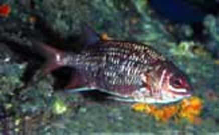 Tinsel Squirrelfish