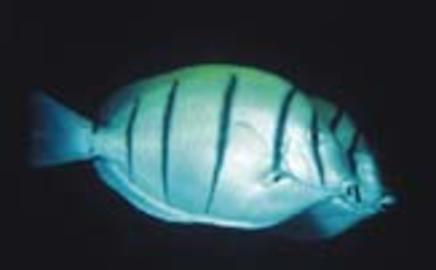 Convict Surgeonfish