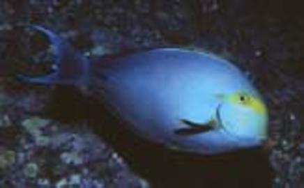 Yellowfin Surgeonfish