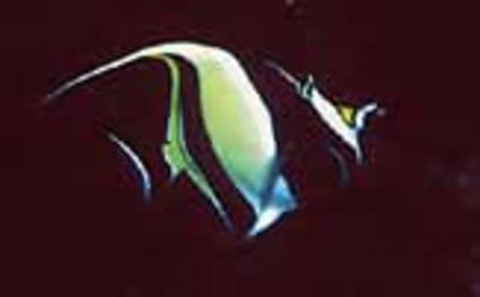 Moorish Idol