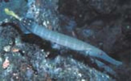 Chinese Trumpetfish