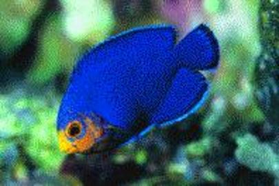Cherubfish