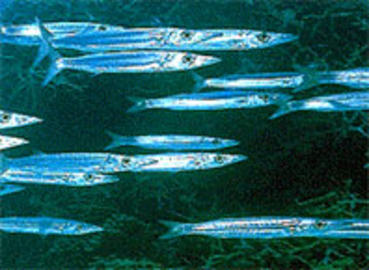 Southern Sennet
