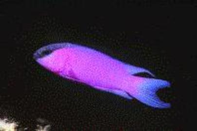 Blackcap Basslet