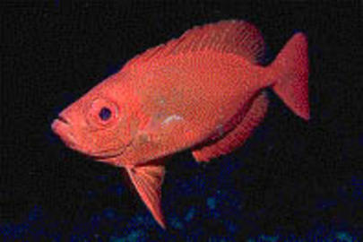 Bigeye