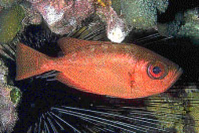 Glasseye Snapper