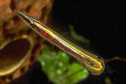 Arrow Blenny