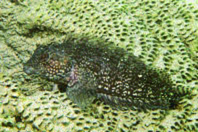 Hairy Blenny