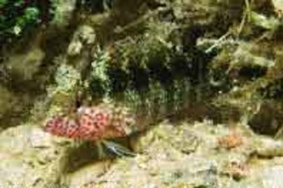 Rosy Blenny