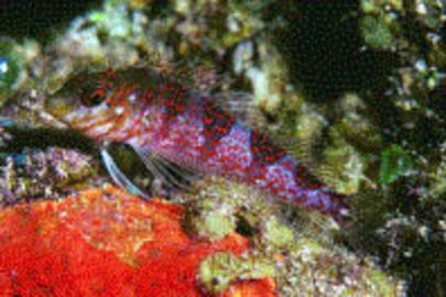 Saddled Blenny