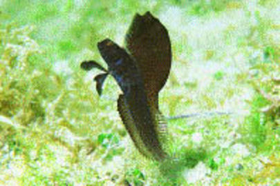 Sailfin Blenny