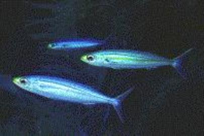 Boga