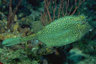 Honeycomb Cowfish