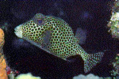 Spotted Trunkfish