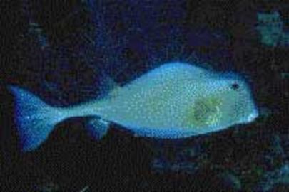 Trunkfish