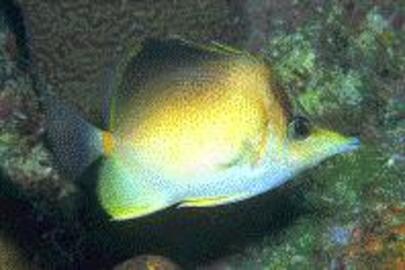 Longsnout Butterflyfish