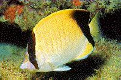 Reef Butterflyfish