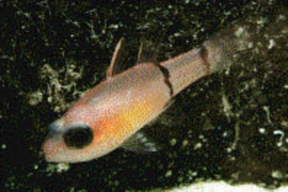 Barred Cardinalfish