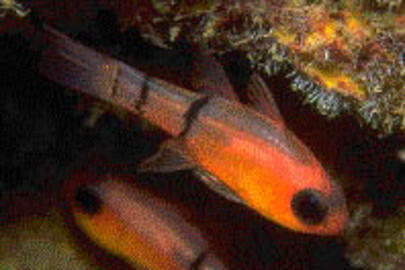 Belted Cardinalfish